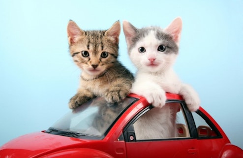 Kittens in a car